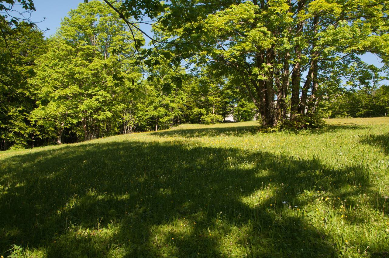 Green Forest Žabljak Exterior foto